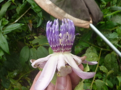 Passiflora riparia