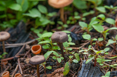 Tephrocybe