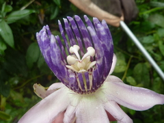 Passiflora riparia