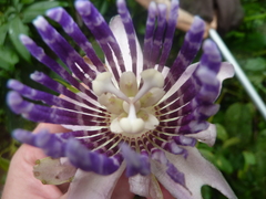 Passiflora riparia