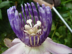 Passiflora riparia