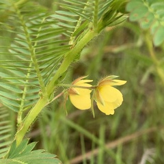 Chamaecrista stricta