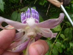 Passiflora riparia