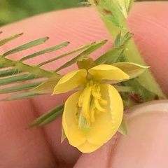 Chamaecrista stricta
