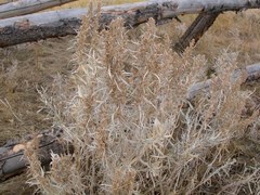 Artemisia cana cana