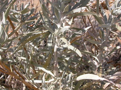 Artemisia cana cana