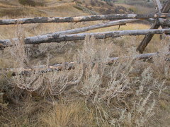 Artemisia cana cana