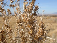 Artemisia cana cana