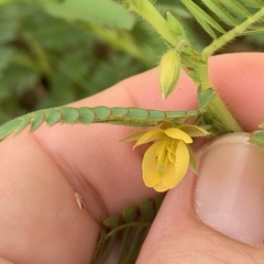 Chamaecrista stricta