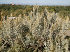 Artemisia cana cana