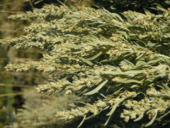 Artemisia cana cana