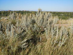 Artemisia cana cana