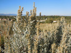 Artemisia cana cana