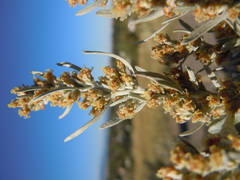 Artemisia cana cana