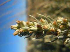 Artemisia cana cana