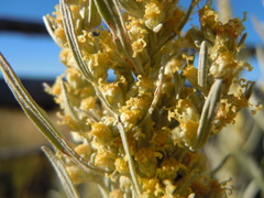 Artemisia cana cana