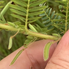 Chamaecrista stricta