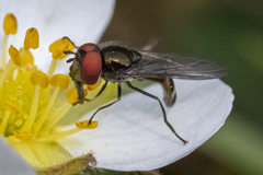 Platycheirus obscurus