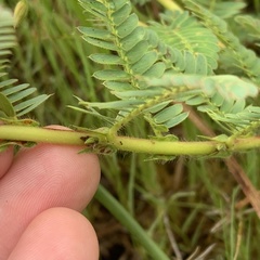 Chamaecrista stricta