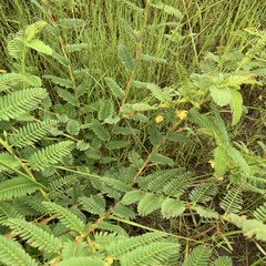 Chamaecrista stricta