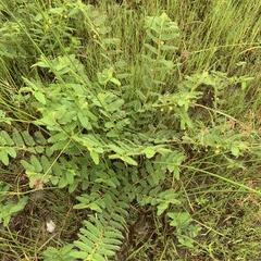 Chamaecrista stricta
