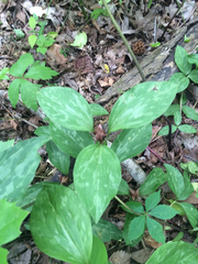 Trillium recurvatum