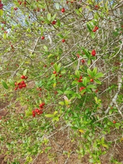 Ilex myrtifolia