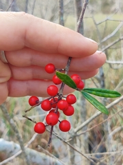 Ilex myrtifolia