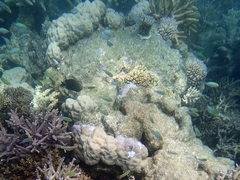 Pomacentrus aurifrons