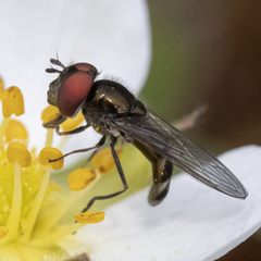 Platycheirus obscurus