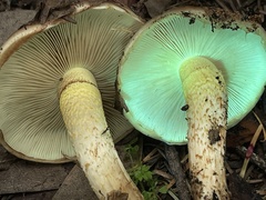 Pholiota brunnescens