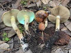 Pholiota brunnescens