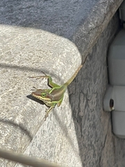 Anolis bimaculatus
