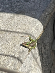 Anolis bimaculatus
