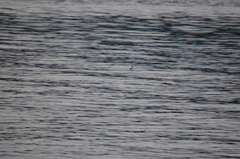 Podiceps auritus