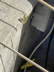 Anolis bimaculatus
