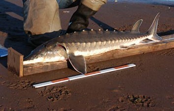 Atlantic Sturgeon