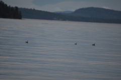 Podiceps auritus
