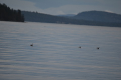 Podiceps auritus