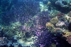 Acropora muricata