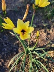 Zephyranthes tubispatha