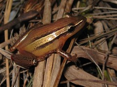 Scinax squalirostris