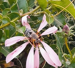 Zyzzyx chilensis
