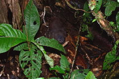 Crypturellus cinereus