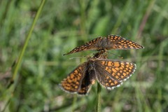 Melitaea parthenoides
