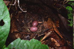 Crypturellus cinereus