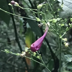 Strobilanthes hamiltoniana