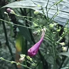 Strobilanthes hamiltoniana