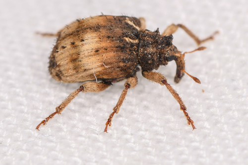 Divergent Nightshade Weevil