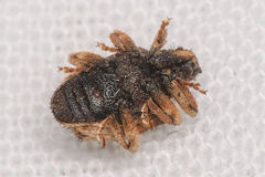 Phyrdenus divergens